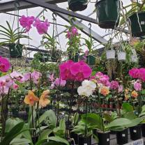 Collectors Corner, Garden world