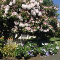 Country Farm Perennials