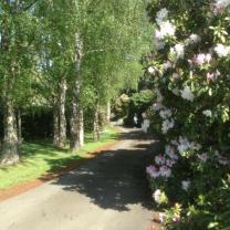 Country Farm Perennials