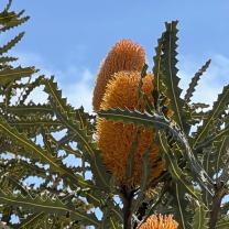 Melton Botanic Gardens