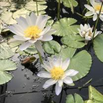 Blue Lotus water Garden