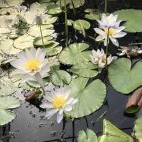 Blue Lotus water Garden