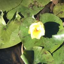 Blue Lotus water Garden