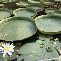 Blue Lotus water Garden