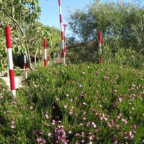Royal Botanic Gardens Cranbourne