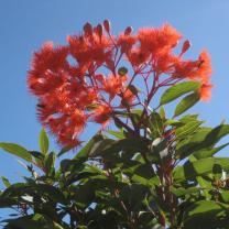 Royal Botanic Gardens Cranbourne