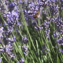 Warratina Lavender Farm