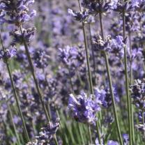 Warratina Lavender Farm