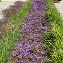 Royal Botanic Gardens Cranbourne