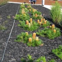 Royal Botanic Gardens Cranbourne