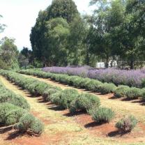 Warratina Lavender Farm