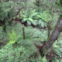 Donna Buang Rainforest Gallery and Skywalk