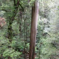 Donna Buang Rainforest Gallery and Skywalk