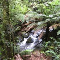 Donna Buang Rainforest Gallery and Skywalk