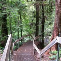 Donna Buang Rainforest Gallery and Skywalk