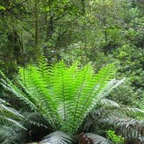 Donna Buang Rainforest Gallery and Skywalk