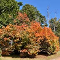 Nobelius Heritage park