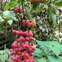 Crabapples