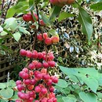 Crabapples