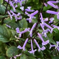 Plectranthus