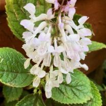 Plectranthus