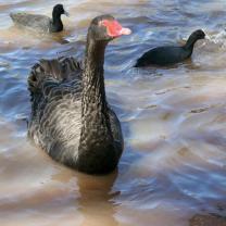 Melton Botanic Gardens