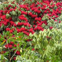 National Rhododendron Garden