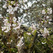 National Rhododendron Garden