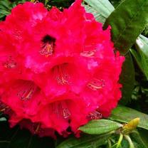 National Rhododendron Garden