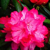 National Rhododendron Garden