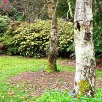 National Rhododendron Garden