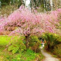 National Rhododendron Garden