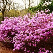 National Rhododendron Garden