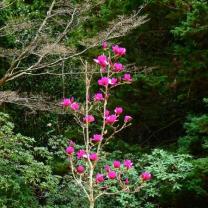 National Rhododendron Garden