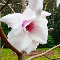 National Rhododendron Garden