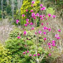 National Rhododendron Garden