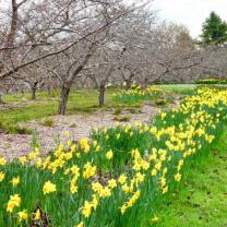 National Rhododendron Garden