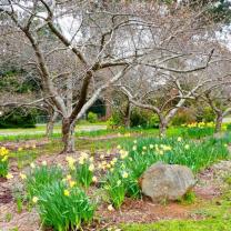 National Rhododendron Garden