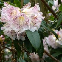 National Rhododendron Garden