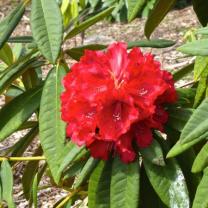 National Rhododendron Garden