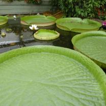 Blue Lotus Water Garden