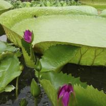 Blue Lotus Water Garden