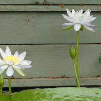 Blue Lotus Water Garden