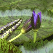 Blue Lotus Water Garden