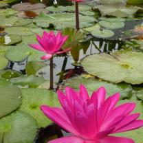 Blue Lotus Water Garden