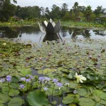 Blue Lotus Water Garden