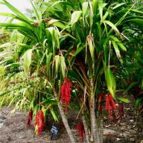 Royal Botanic Gardens Cranbourne 