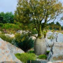 Royal Botanic Gardens Cranbourne 