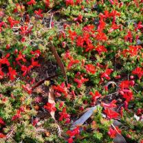 Royal Botanic Gardens Cranbourne 