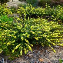 Royal Botanic Gardens Cranbourne 